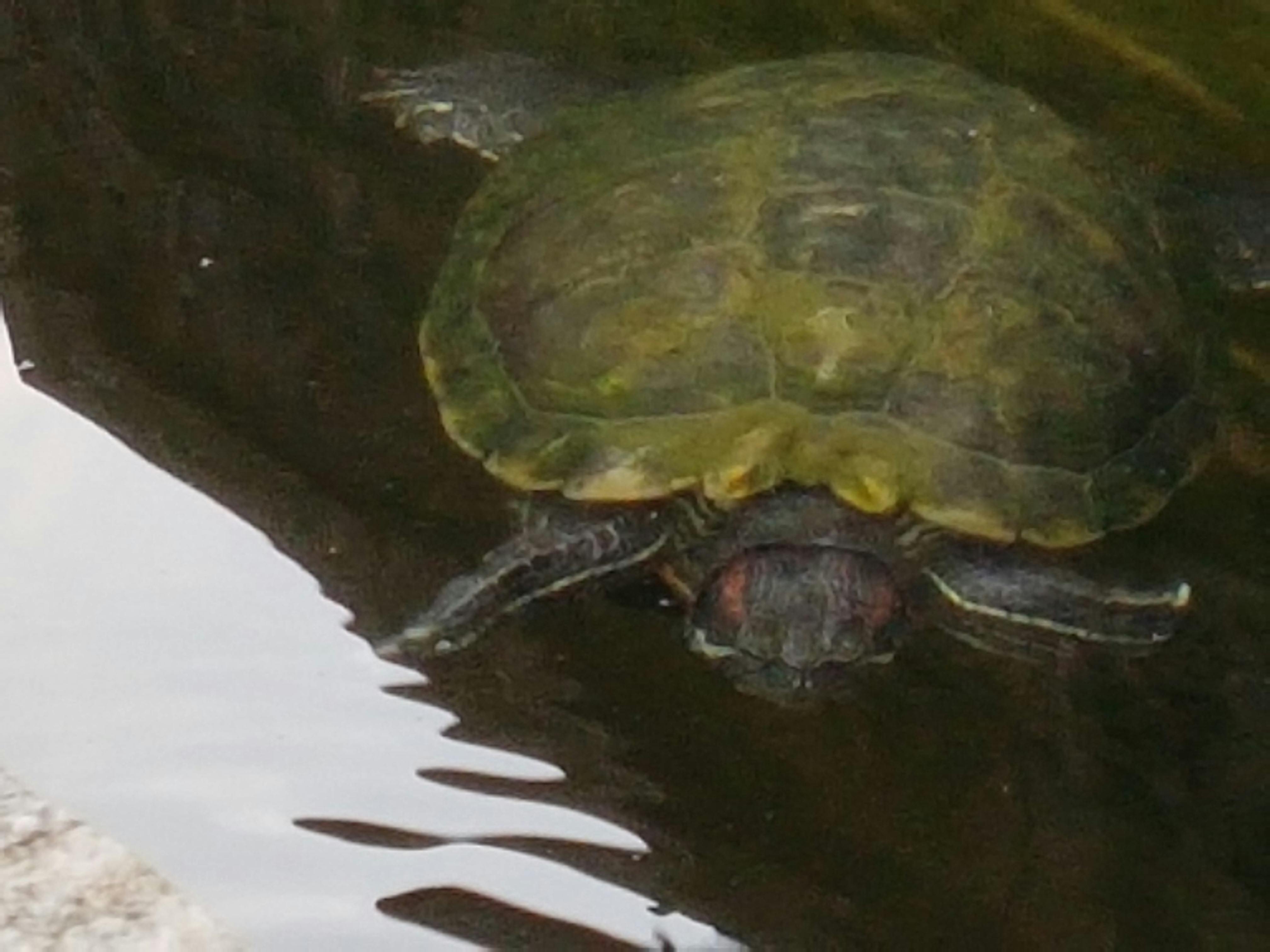 Free stock photo of aquatic turtle, pond turtle, red-eared sliders