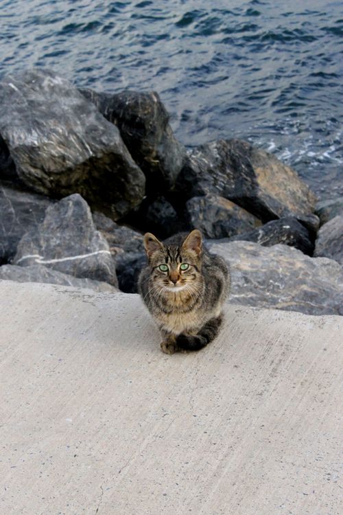Free A tabby cat sits by the rocky seashore, gazing into the camera, epitomizing calm and curiosity. Stock Photo
