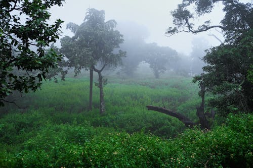 Ilmainen kuvapankkikuva tunnisteilla fogg, Intia, kaunis luonto