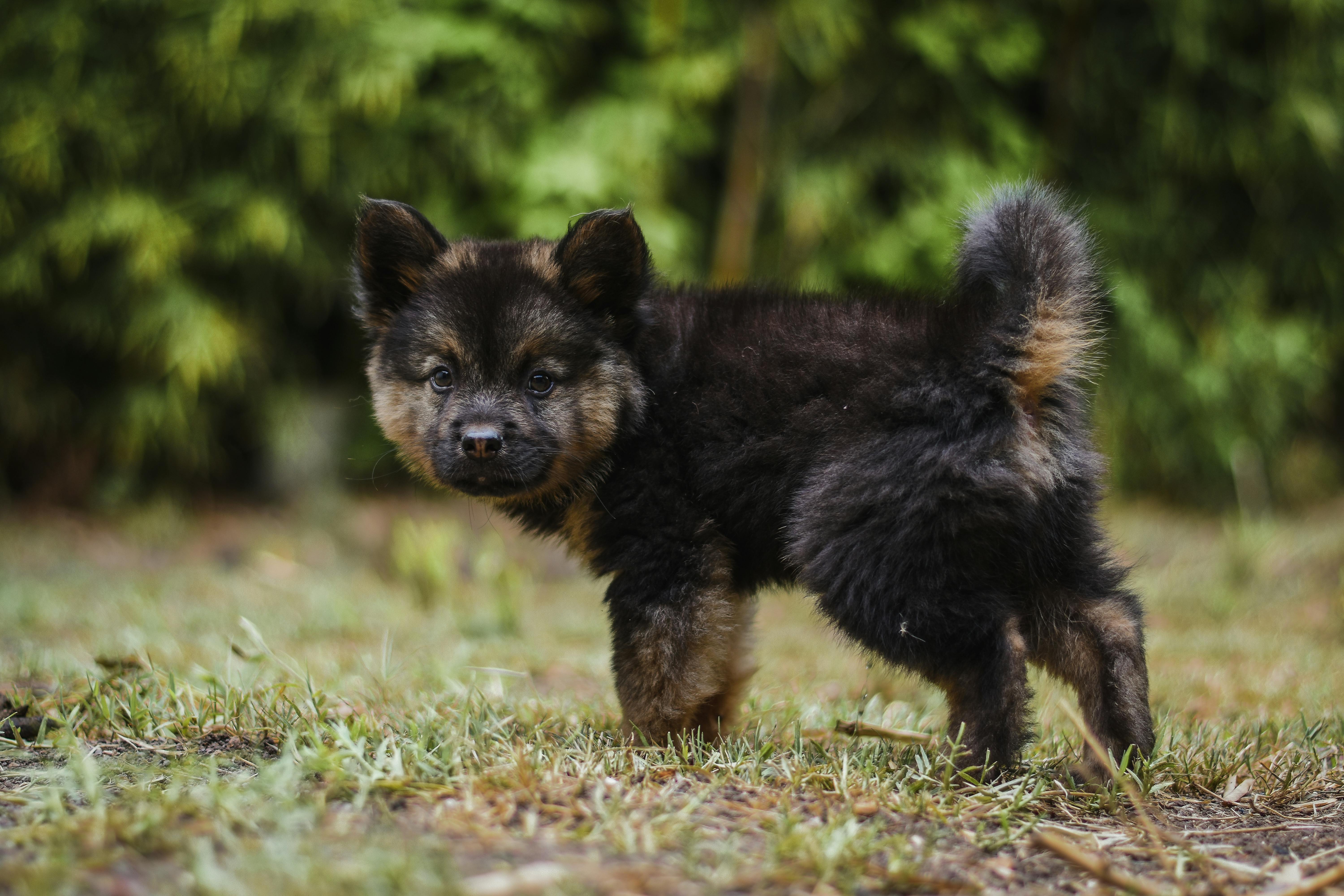 Close-up of a Bohemian Shepherd Puppy Standing Outside