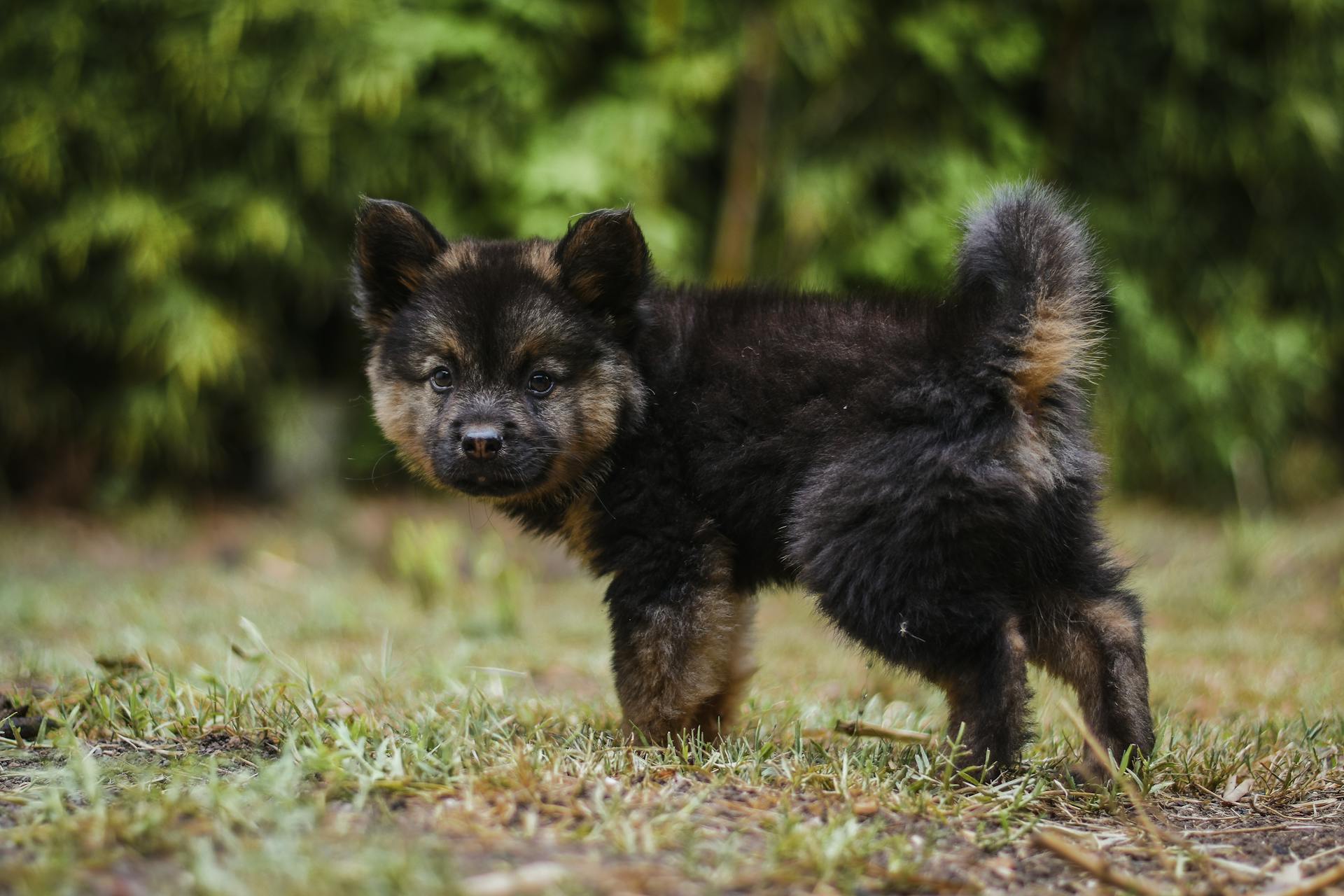 Närbild av en bohemsk herdehund som står utanför