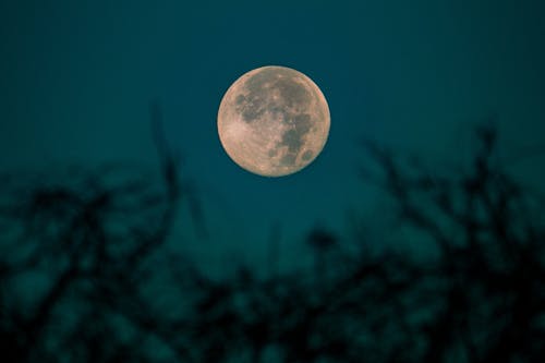 Full Moon (Luna) through the trees.  