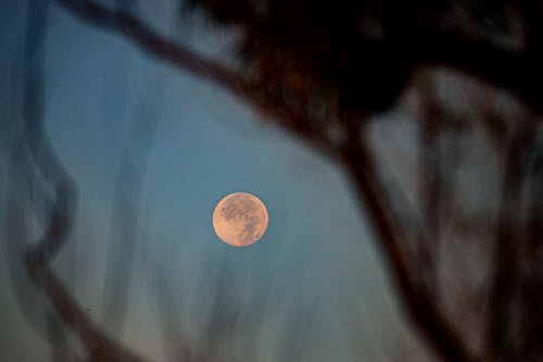 Full Moon (Luna) through the trees.  