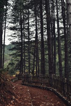 A peaceful forest trail with a wooden fence, perfect for hiking and nature walks.