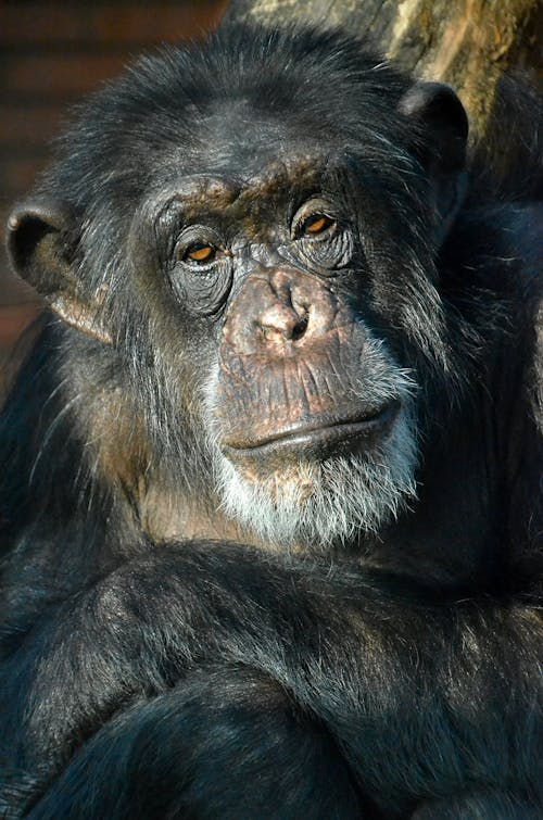 Gratis stockfoto met chimpansee, detailopname, dierenfotografie