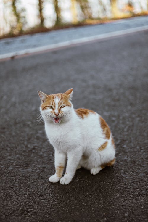 고양이, 고양잇과 동물, 도로의 무료 스톡 사진