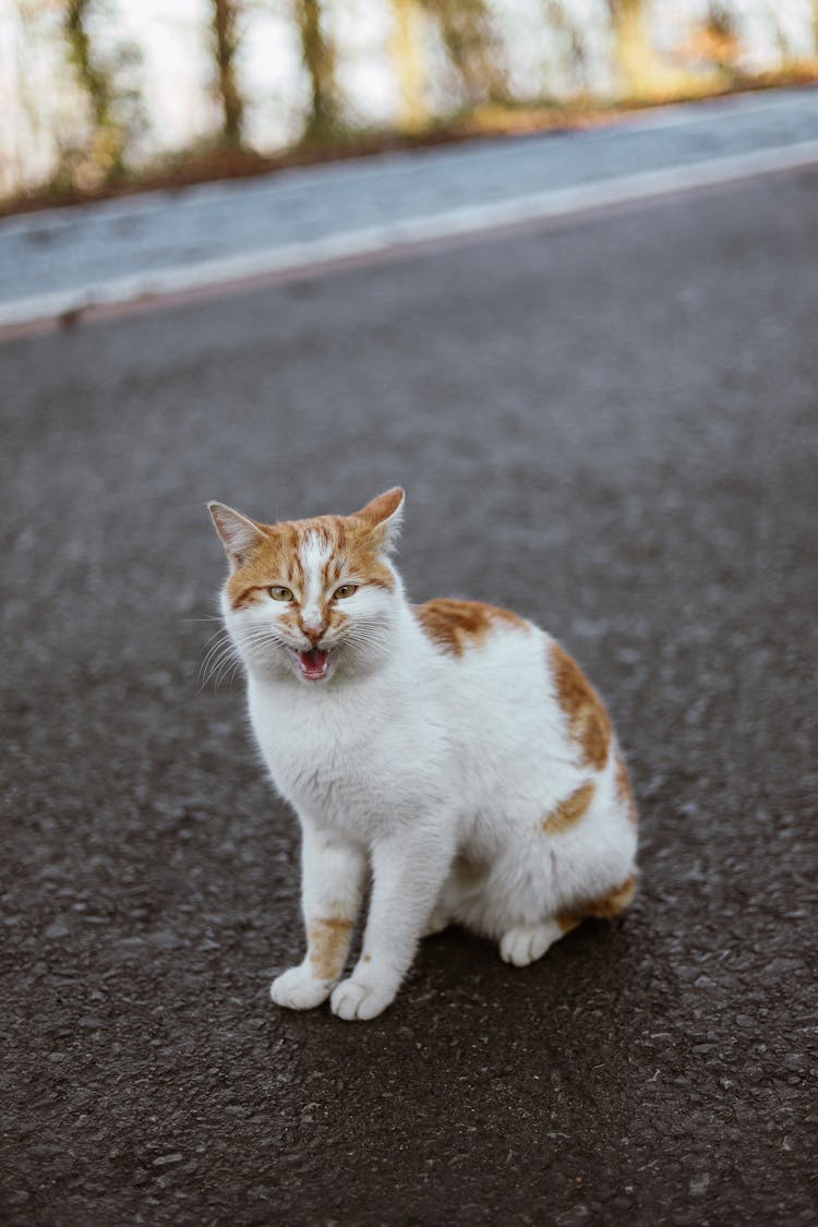 A Cat On The Road 