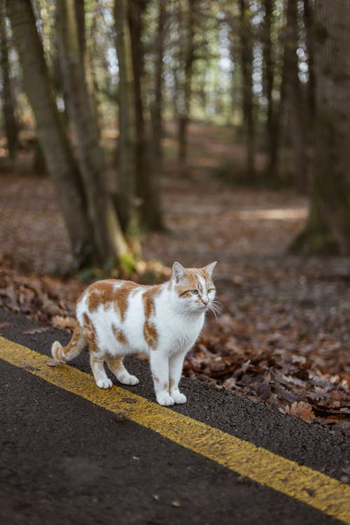 A Cat in a Forest