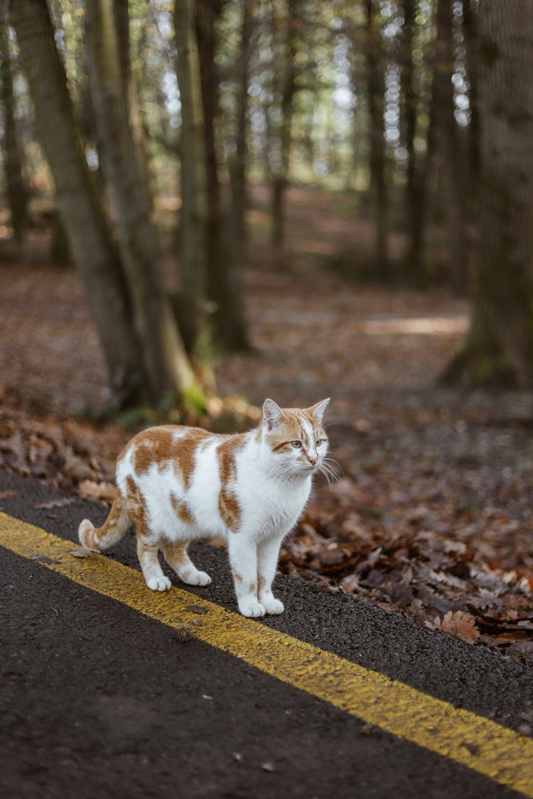 A Cat In A Forest