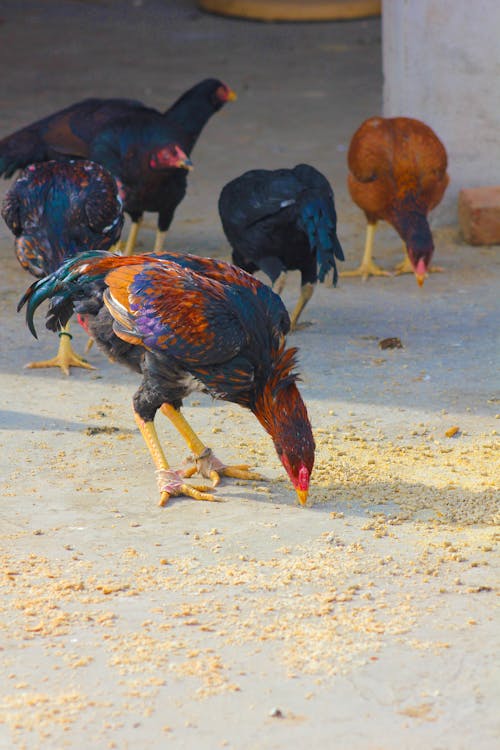 Hens Eating Grain