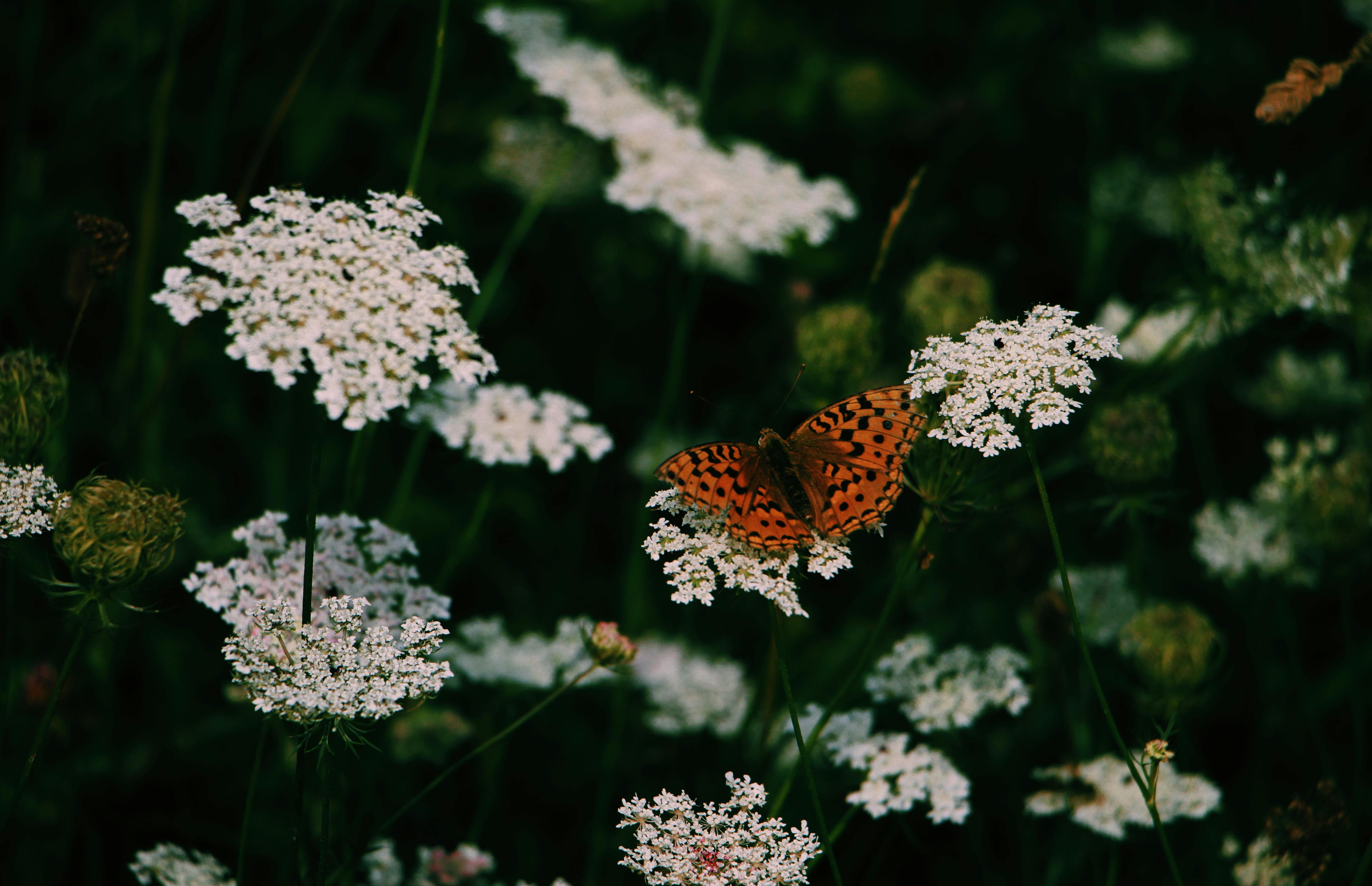 A vibrant butterfly on white wildflowers, showcasing nature's beauty and diversity.
