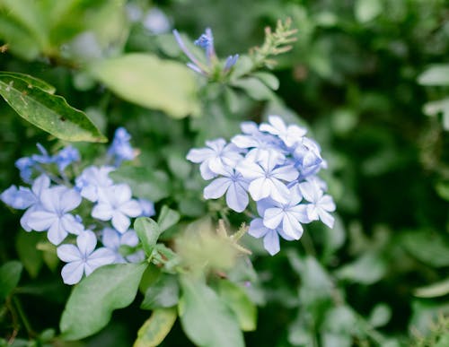 Gratis lagerfoto af blomsterarrangement, flot natur, lilla blomster