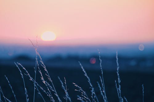 Grass on a Field During Sunset 