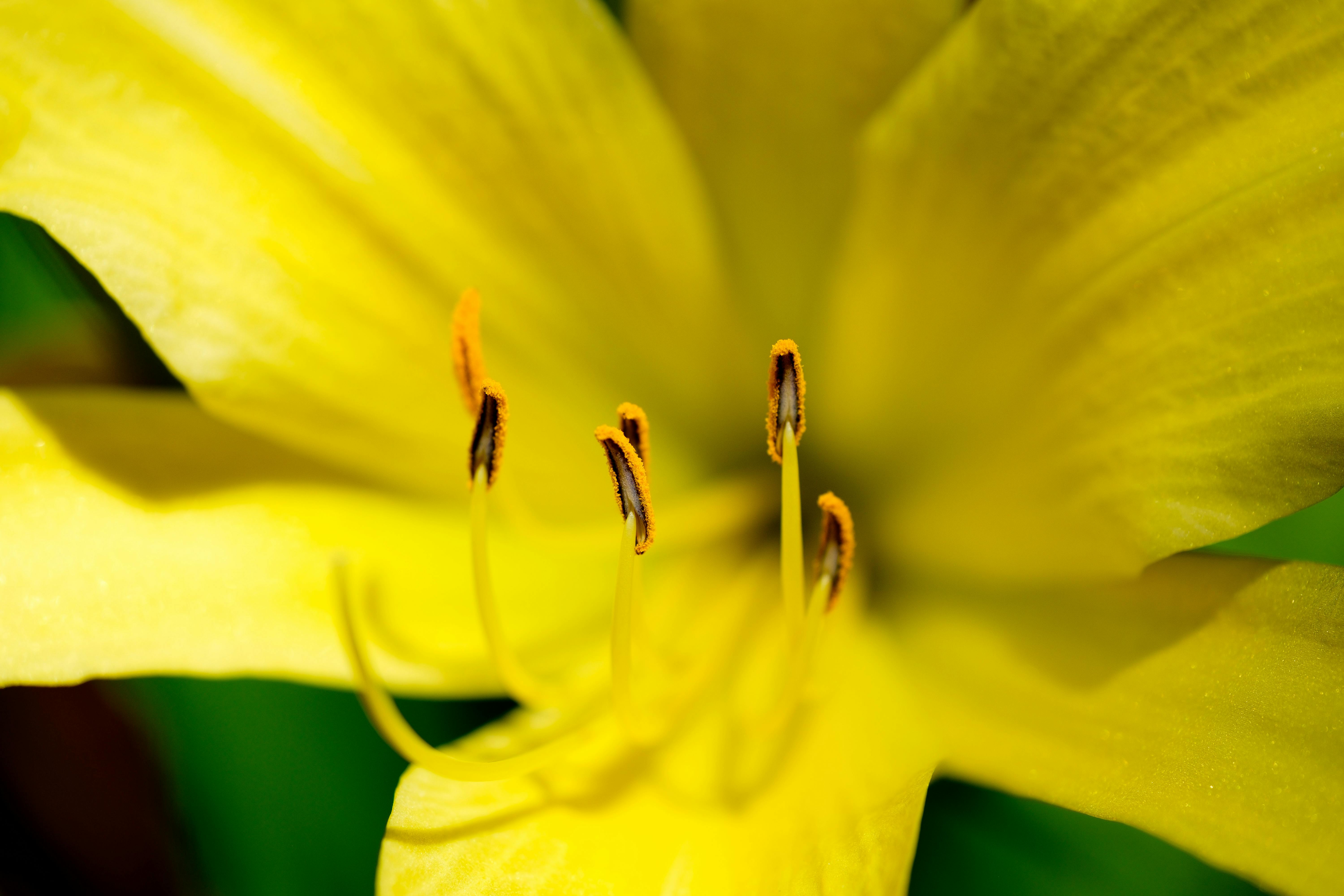 Macro Shot of a Yellow Amaryllis Flower · Free Stock Photo