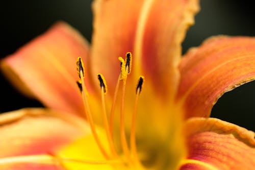Gratis Foto stok gratis botani, bunga, kilang Foto Stok