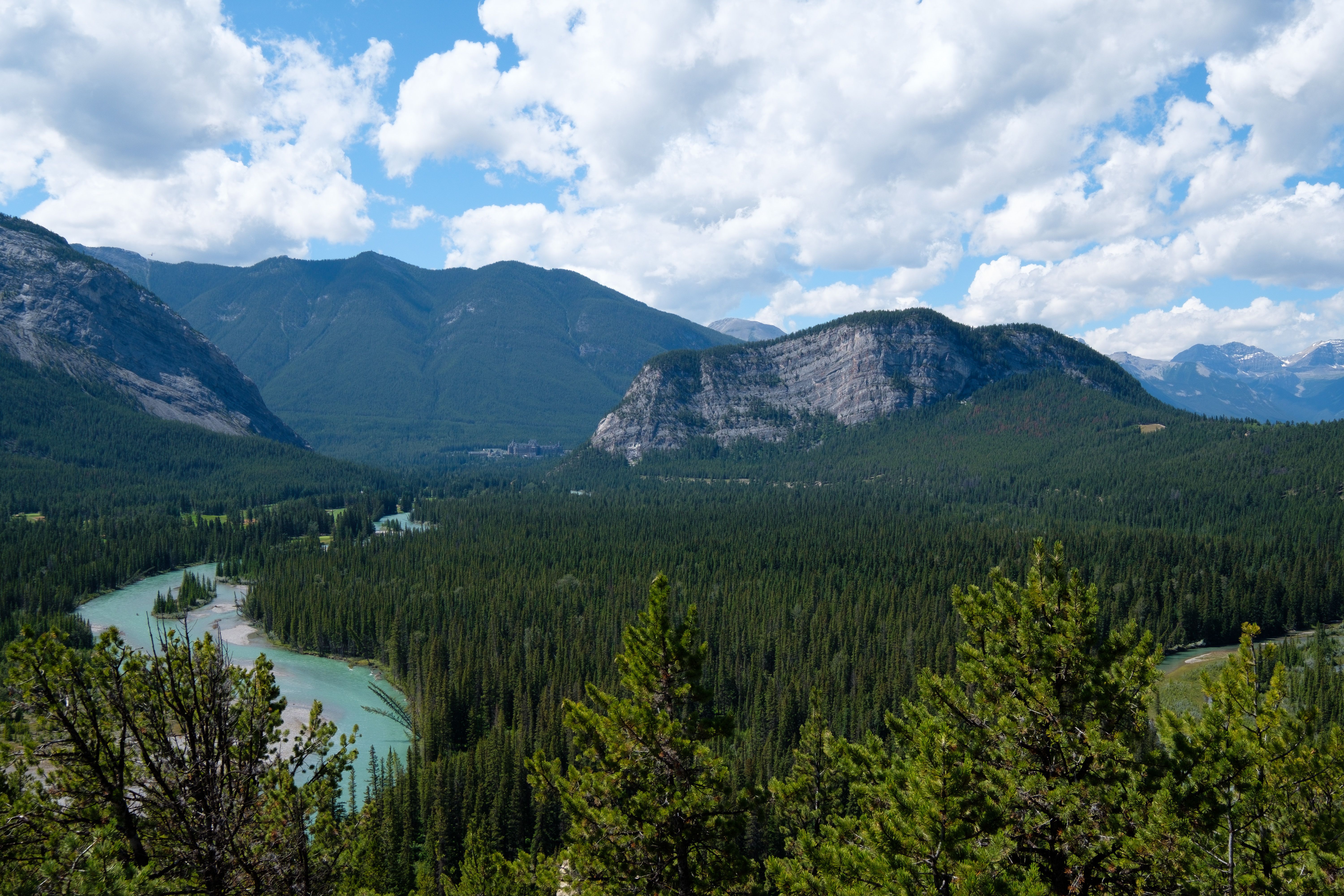 Evergreen Forest in Mountain Landscape · Free Stock Photo