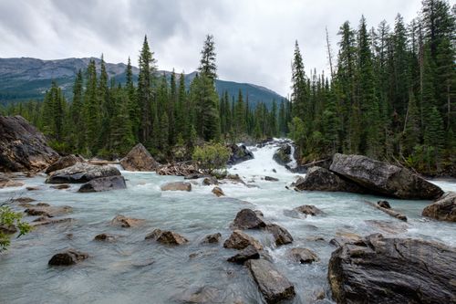 Free A tranquil river cascades through a dense evergreen forest surrounded by mountains. Stock Photo