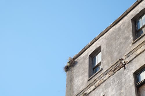 Bird Nests on Neglected Residential Building