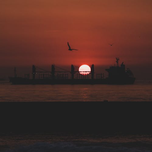 Silhouette of Birds Flying Around a Cargo Ship