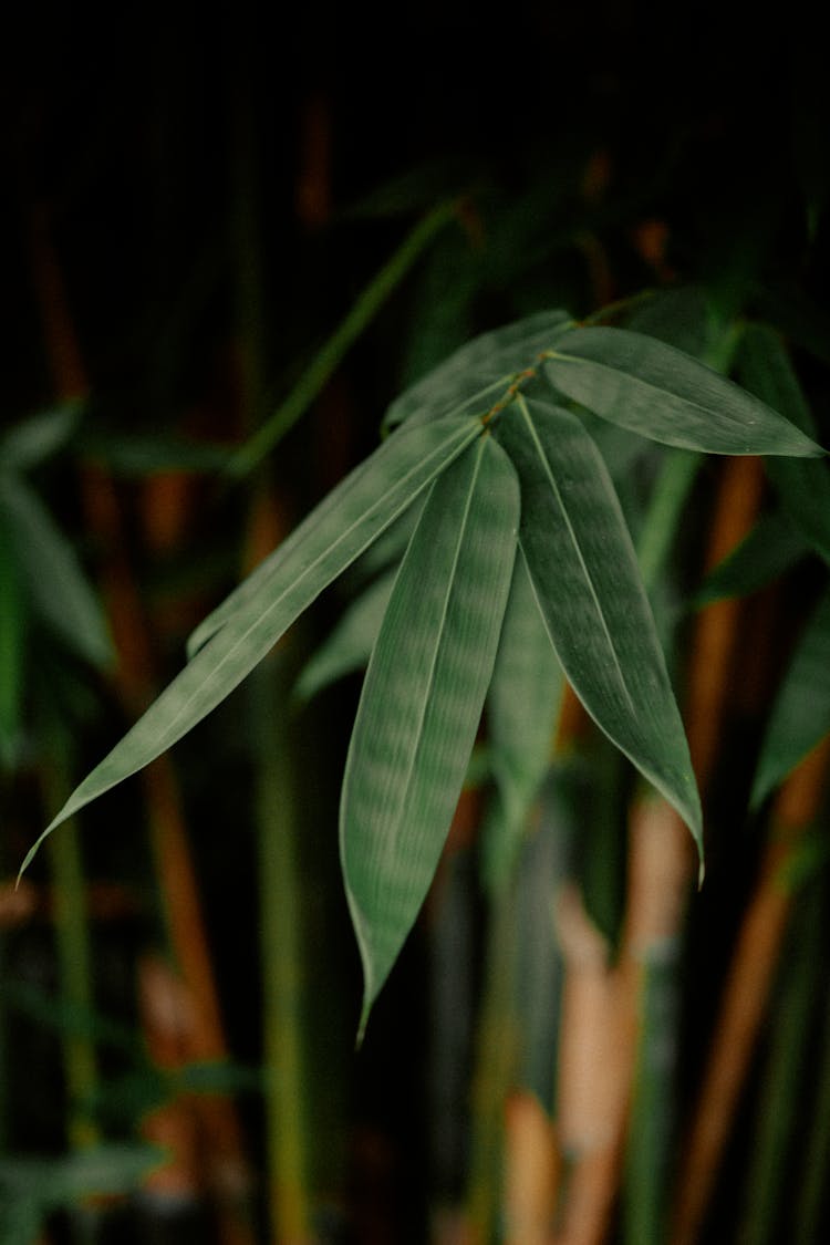 Green Leaves Of A Bamboo Plant