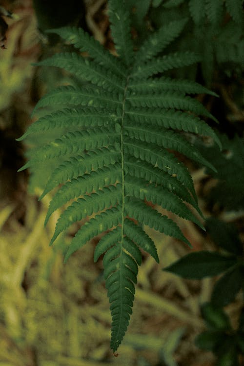 Green Leaves of a Fern Plant