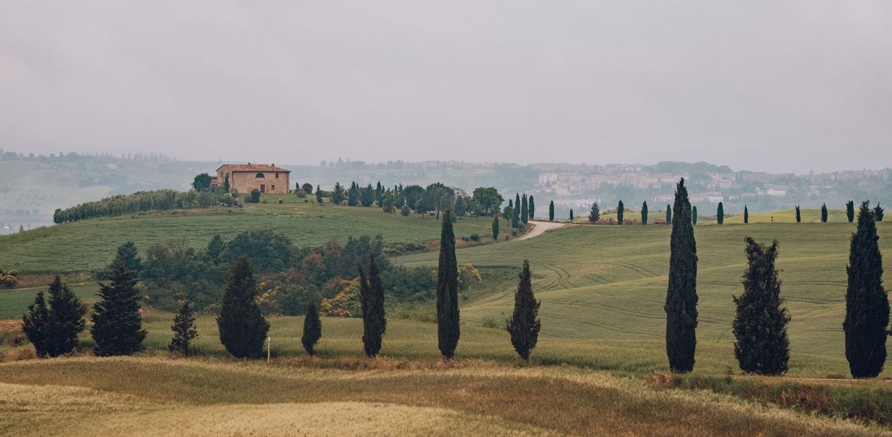 Bolgheri