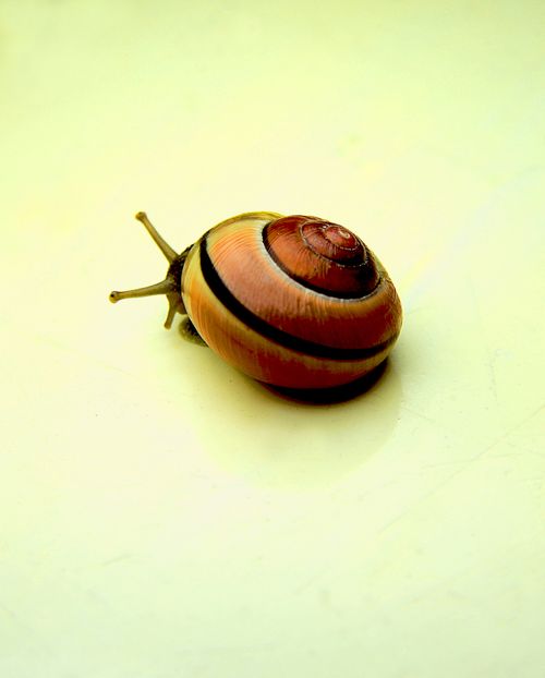 grátis Foto profissional grátis de Alemanha, caracol, caracol de jardim Foto profissional