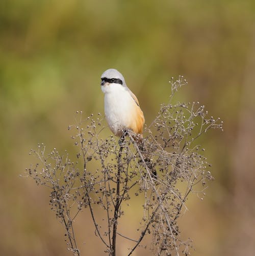 Close-Up Photo of Bird perched on Plant