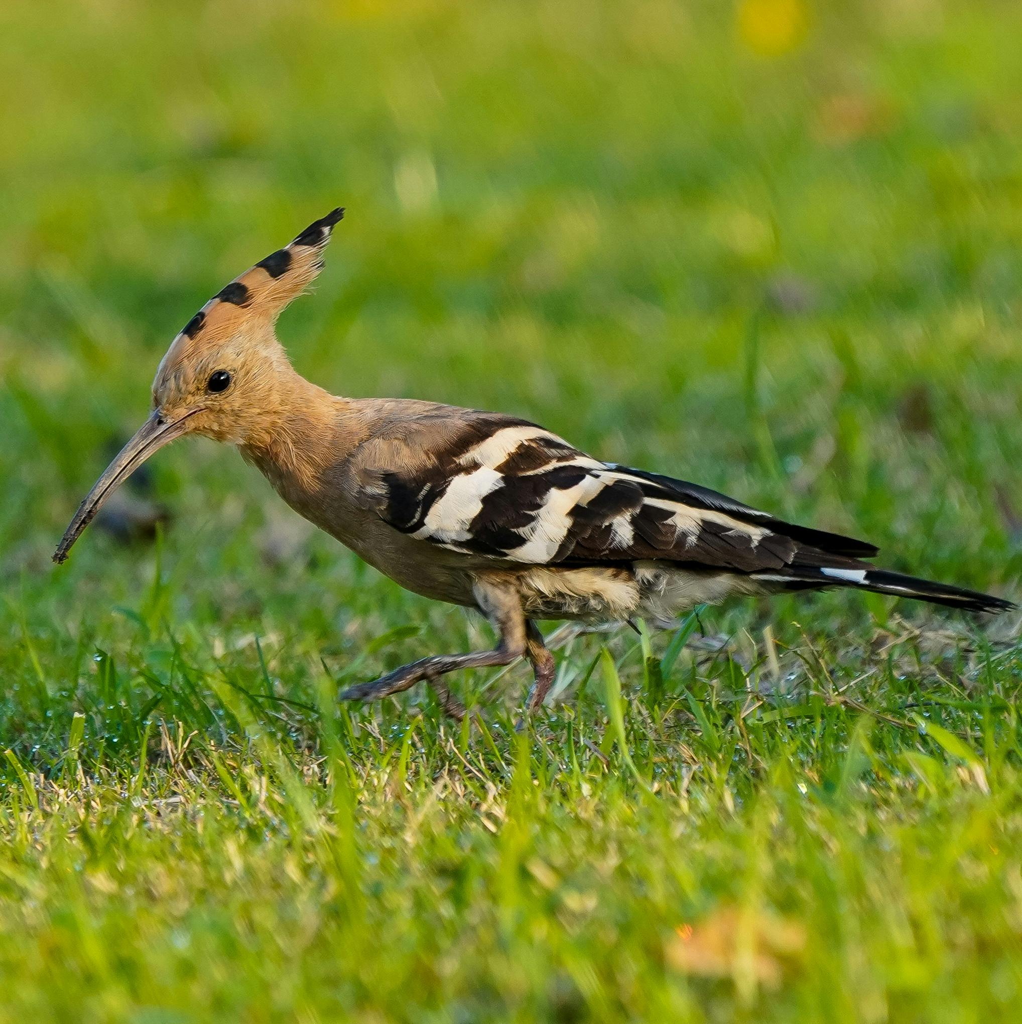 hoopoe