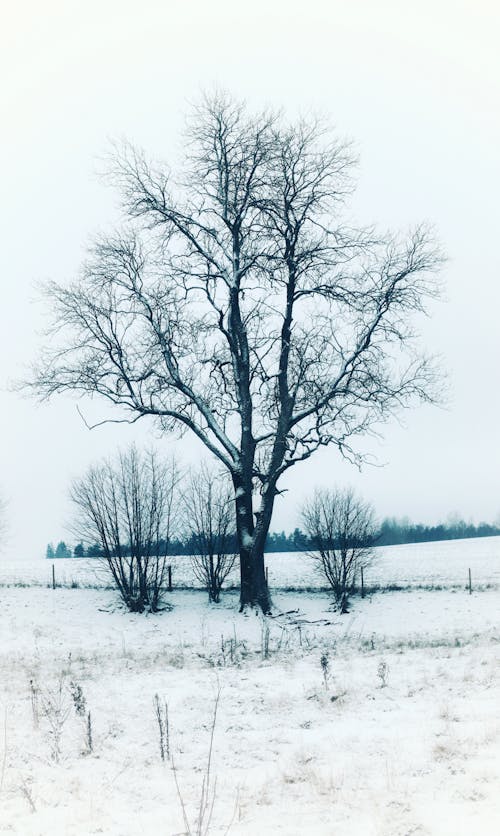 Rural Scenery in Winter