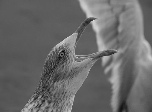 grátis Foto profissional grátis de chamando, gaivota, gritando Foto profissional
