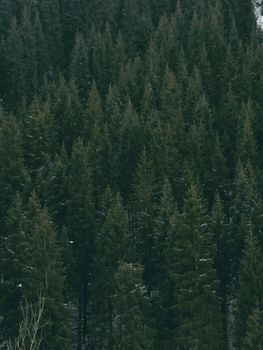 Close-up view of a dense pine forest covered in winter snow.