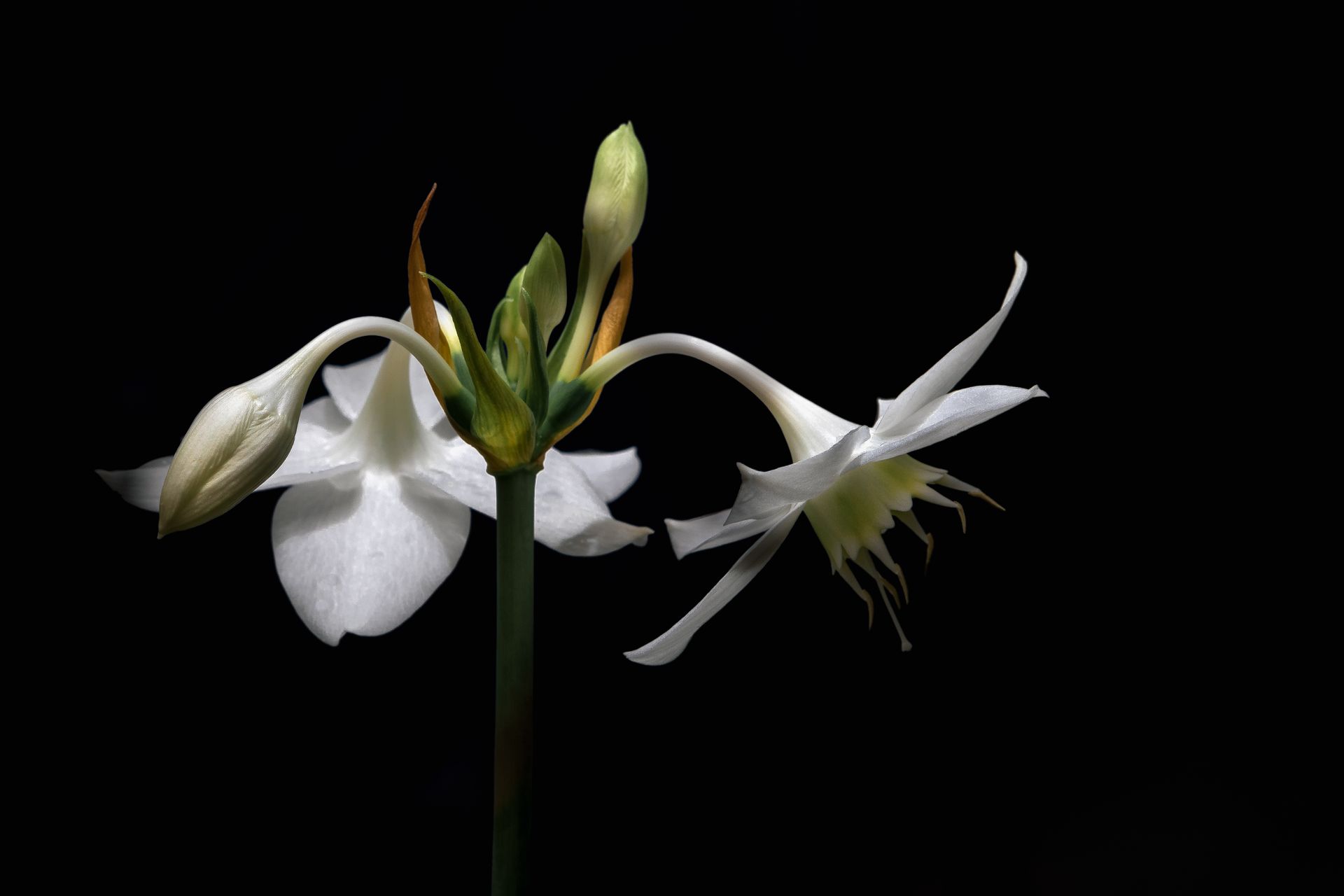 Close-up of a delicate Amazon lily flower in full bloom, set against a black background.