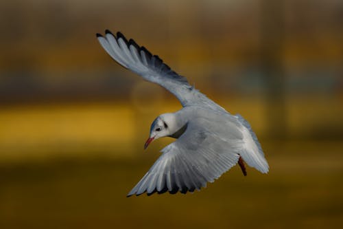 Close Up Photo of a Bird Flying