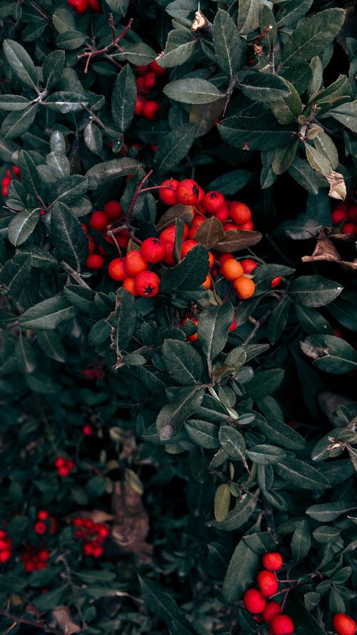 Free Close-up of vibrant red rowanberries surrounded by lush green leaves, highlighting natural beauty. Stock Photo
