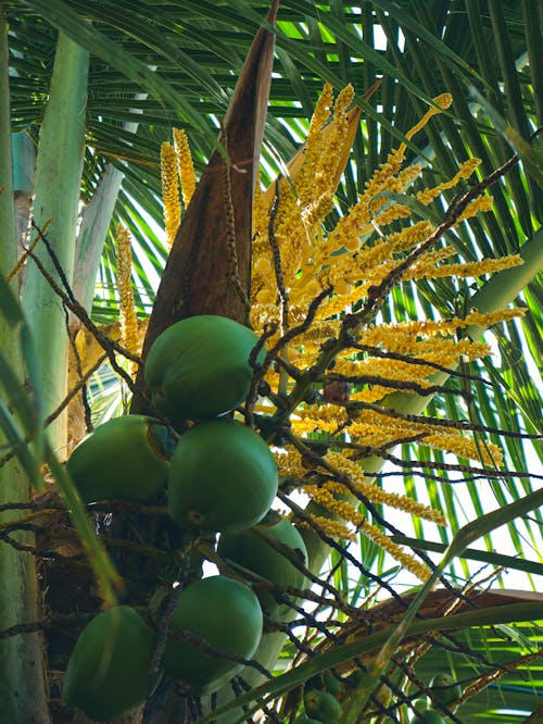 ココナッツ, ヤシの木, 垂直ショットの無料の写真素材