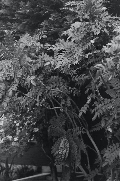 Foto stok gratis Daun-daun, grayscale, monokrom