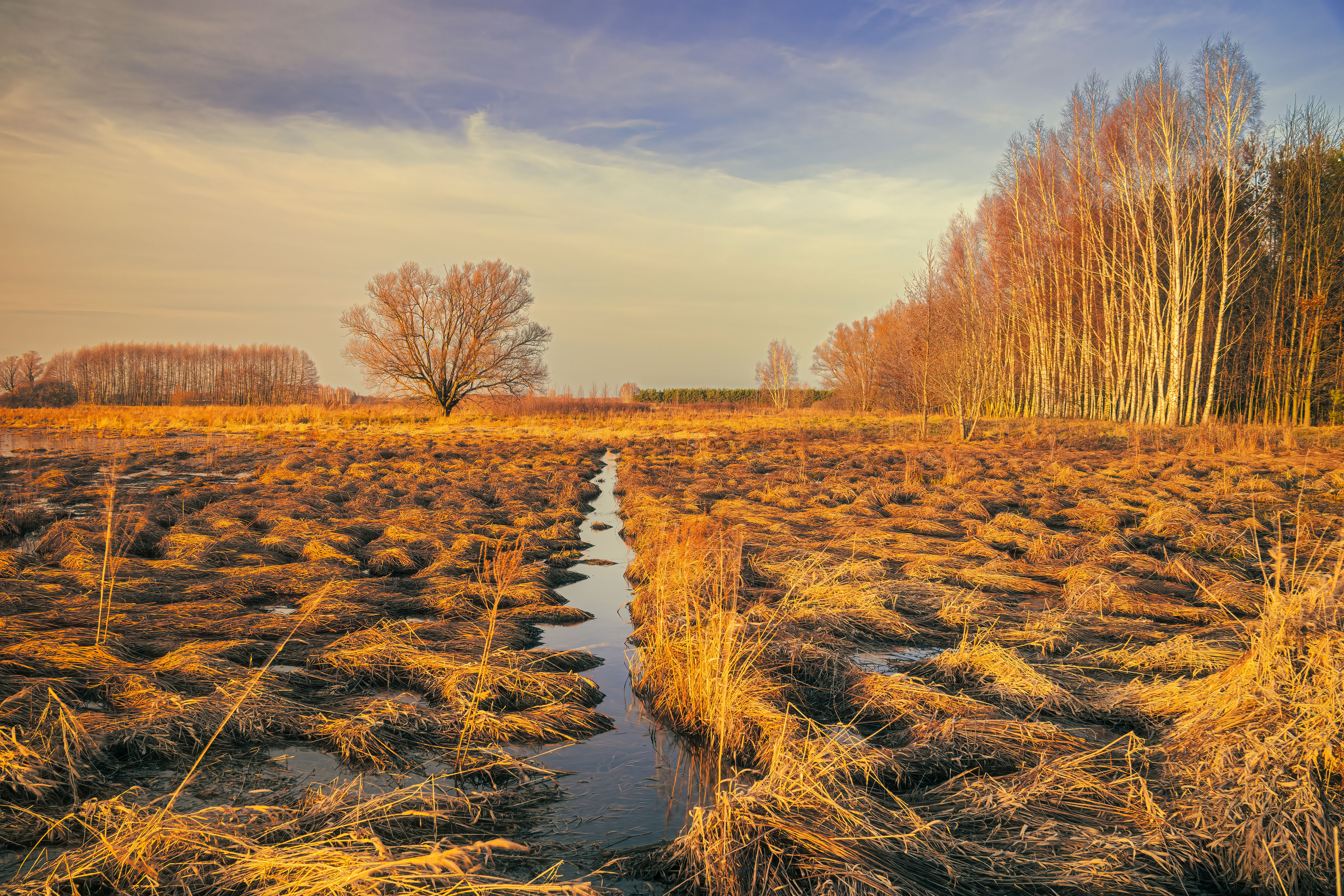 Golden marshland with dramatic sky and trees, capturing nature's beauty in autumn.
