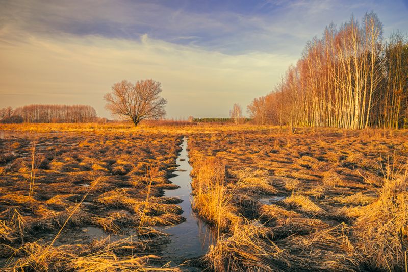 Golden marshland with dramatic sky and trees, capturing nature's beauty in autumn.