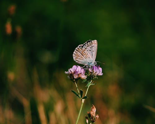 Papillon Bleu Sur Fleurs Rozen