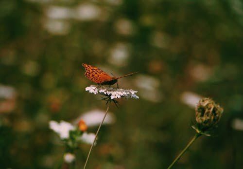 Butterfly on Flower in Meadow