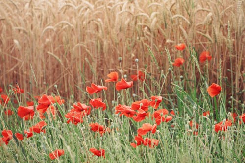 Gratis lagerfoto af bane, blomster, hvede