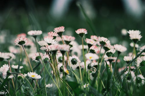 增長, 夏天, 綻放的花朵 的 免费素材图片