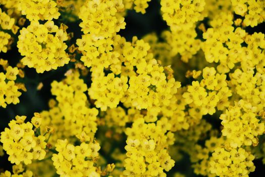 Close-up of vibrant yellow flowers in full bloom, capturing their vivid color and detailed texture.