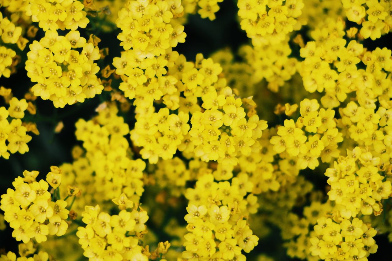 close up of vibrant yellow flowers in full bloom capturing their vivid