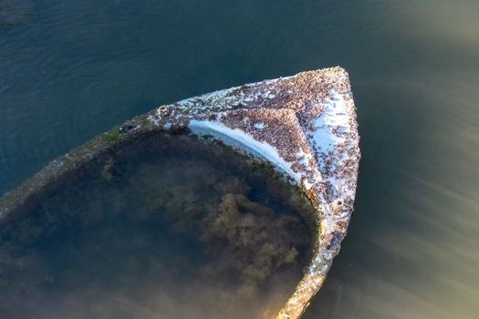 Free stock photo of algea, ball-shaped, beach