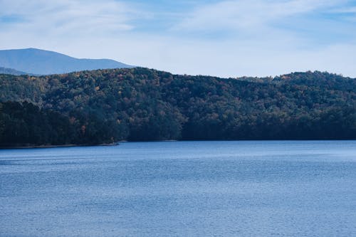 Forest around Lake