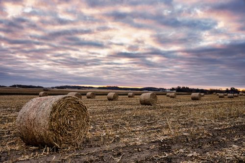 Free A peaceful scene of hay bales scattered across farmland under a dramatic, cloudy sky near Elgin, MN. Stock Photo