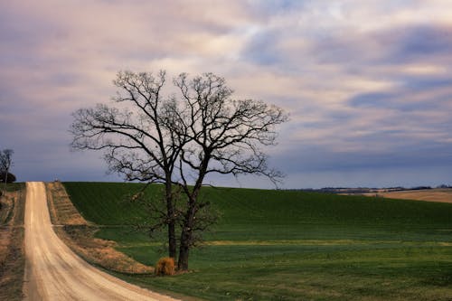 A Bare Tree on the Grass Field