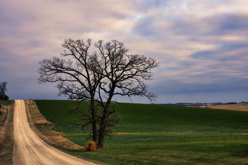 Free A tranquil rural scene featuring a bare tree and rolling countryside in Elgin, MN under a cloudy sky. Stock Photo
